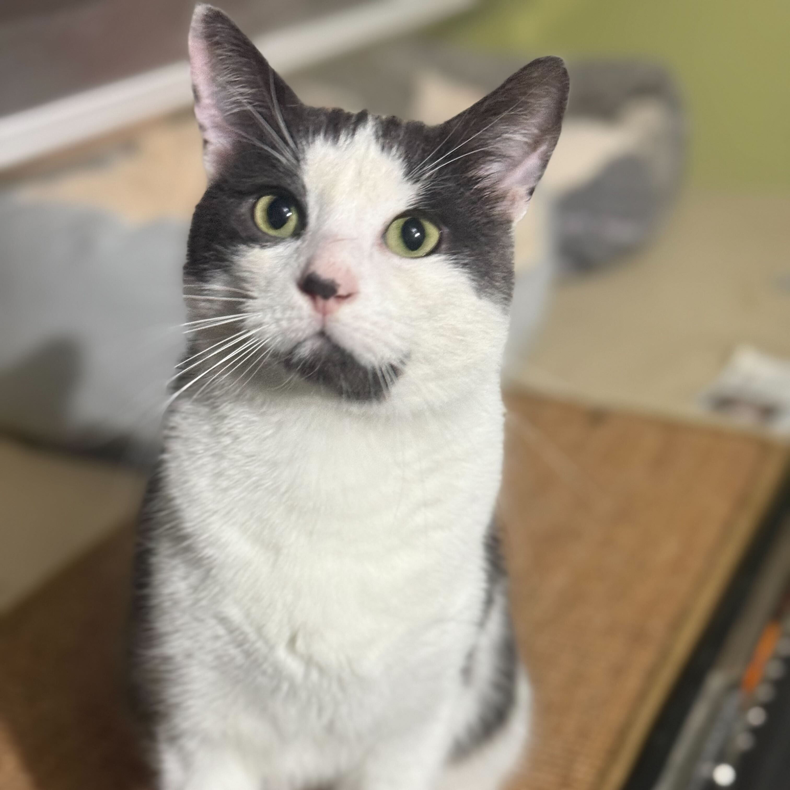 Joshua, a Adoptable Domestic Short Hair in East Brunswick, NJ image 4/6