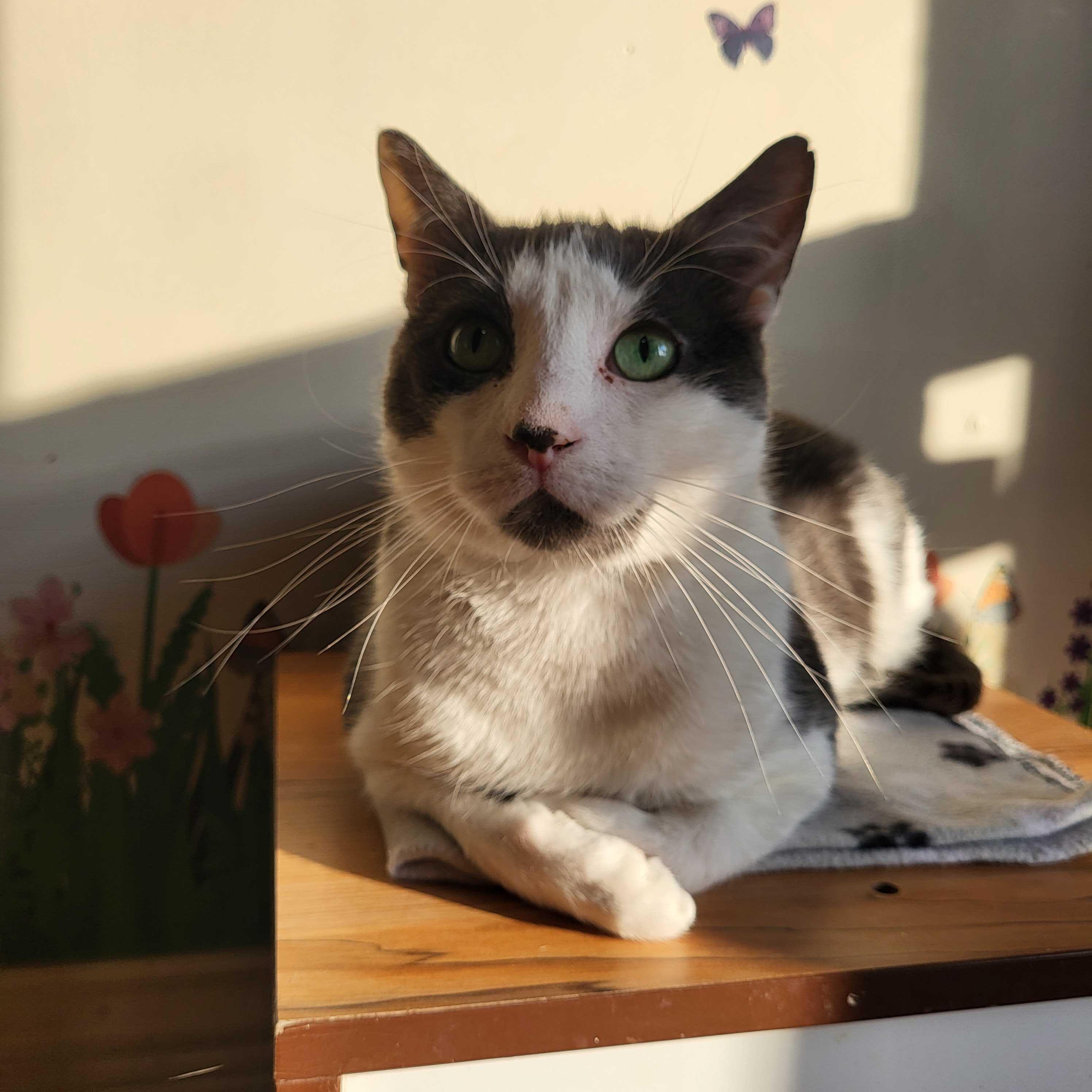 Joshua, a Adoptable Domestic Short Hair in East Brunswick, NJ image 2/6