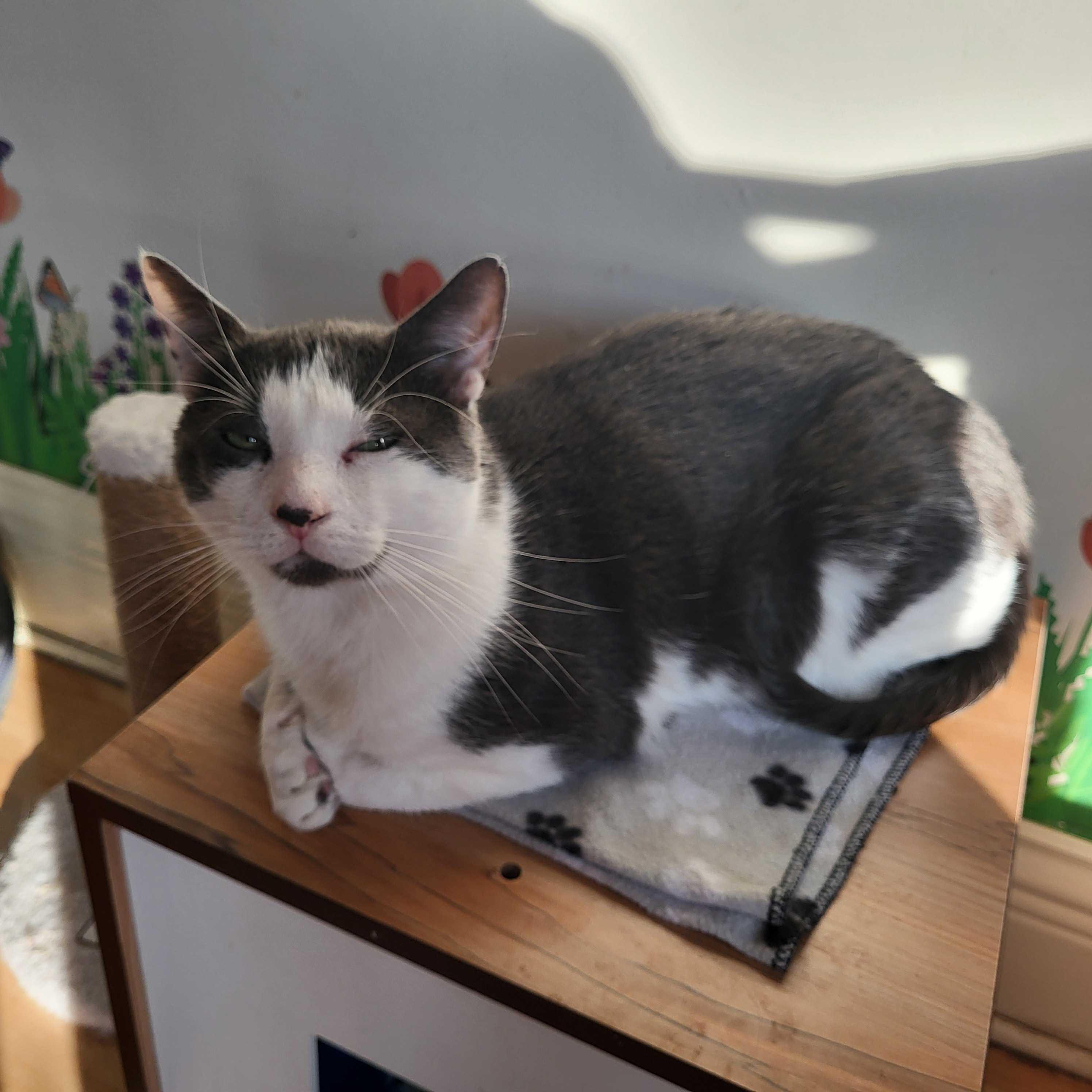 Joshua, Adoptable, Adult Male Domestic Short Hair.