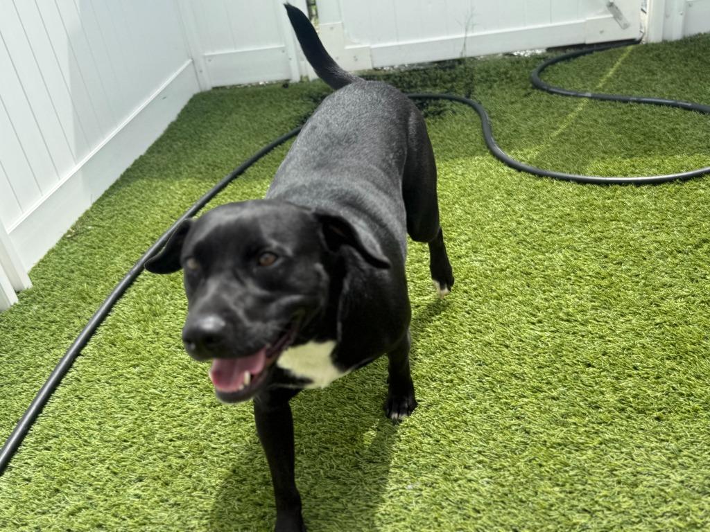 Priscilla, a Adoptable Mixed Breed in Little Rock, AR image 1/6