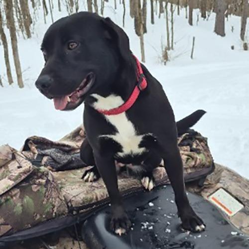 Priscilla, a Adoptable Mixed Breed in Little Rock, AR image 2/6