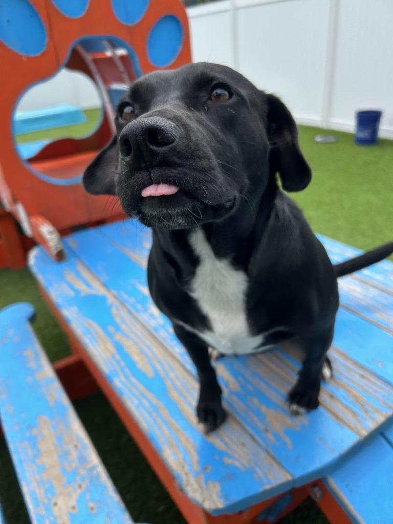 Priscilla, a Adoptable Mixed Breed in Little Rock, AR image 4/6