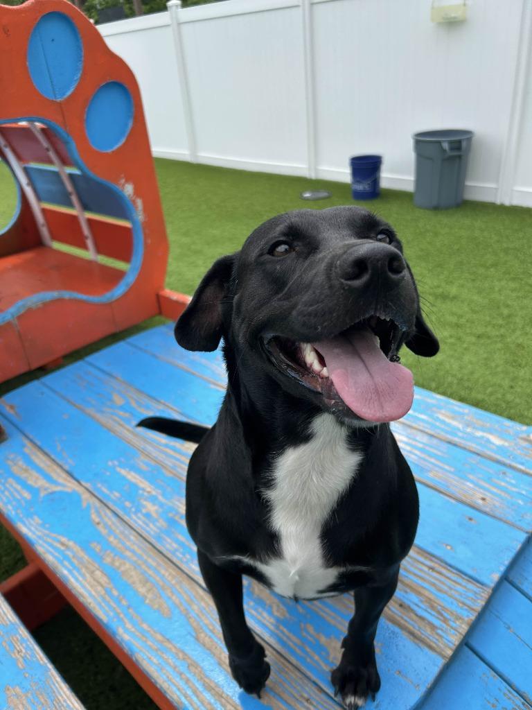 Priscilla, a Adoptable Mixed Breed in Little Rock, AR image 1/6