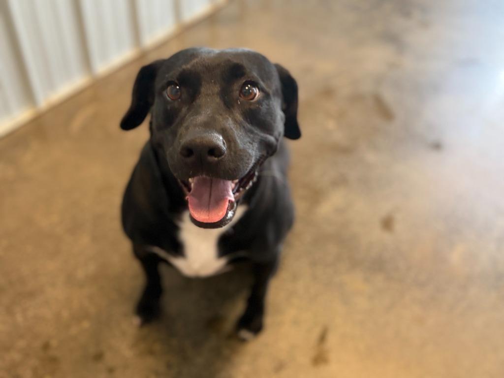 Priscilla, a Adoptable Mixed Breed in Little Rock, AR image 3/6