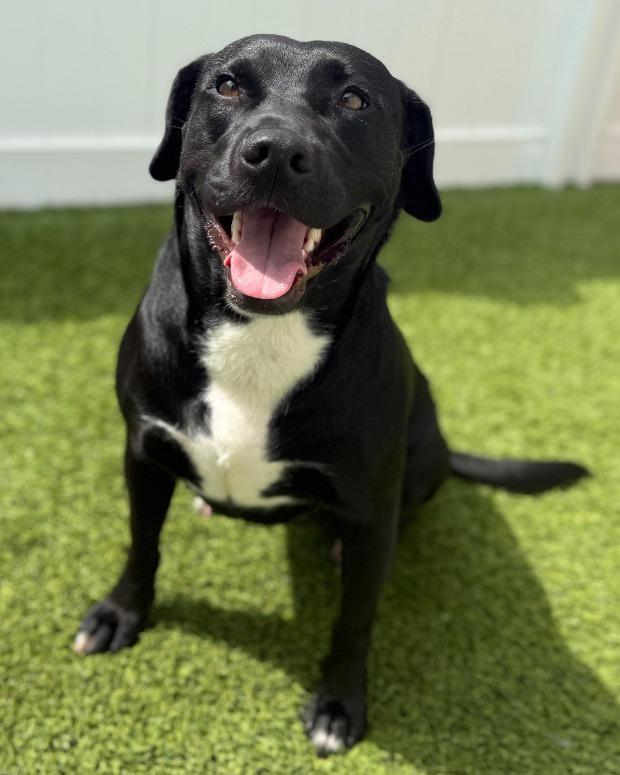 Priscilla, a Adoptable Mixed Breed in Little Rock, AR image 5/6