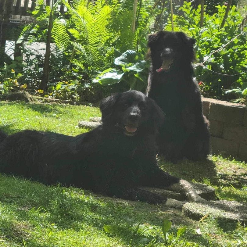 Enlarge Riddles (20240211-02)  & Rainybow (20240211-03) **BONDED PAIR**, a Adoptable mixed breed in Niagara on the Lake, ON image 2/4