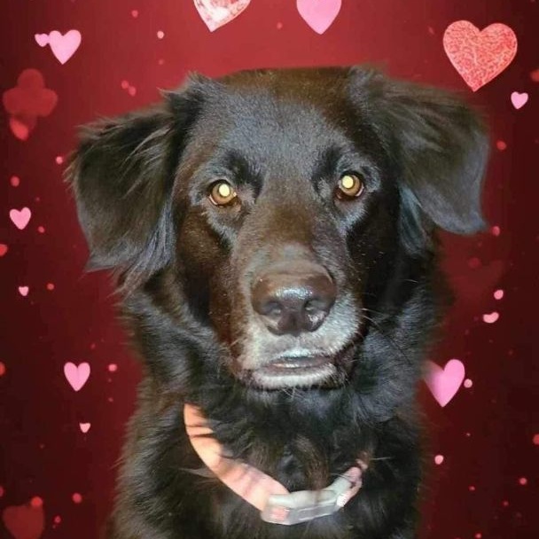 Enlarge Riddles (20240211-02)  & Rainybow (20240211-03) **BONDED PAIR**, a Adoptable mixed breed in Niagara on the Lake, ON image 3/4