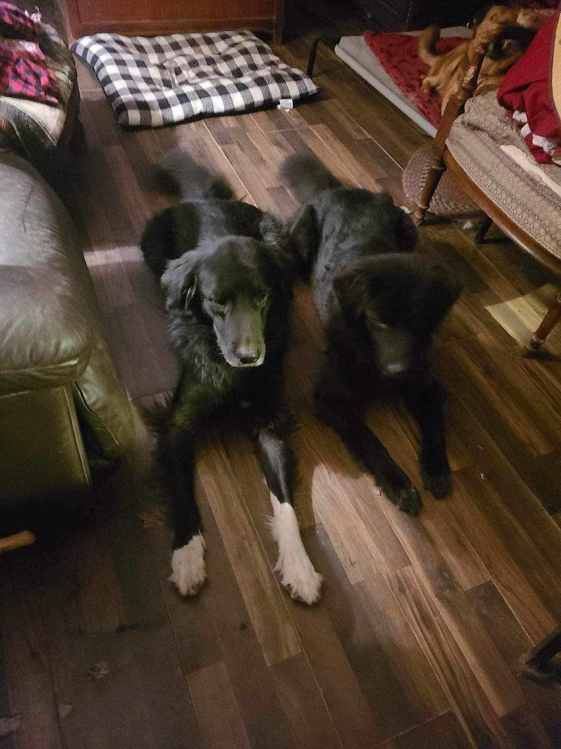 Enlarge Riddles (20240211-02)  & Rainybow (20240211-03) **BONDED PAIR**, a Adoptable mixed breed in Niagara on the Lake, ON image 1/4