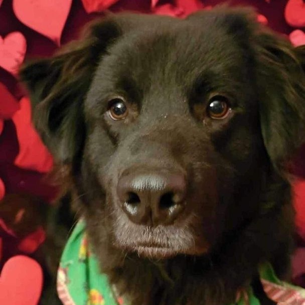 Enlarge Riddles (20240211-02)  & Rainybow (20240211-03) **BONDED PAIR**, a Adoptable mixed breed in Niagara on the Lake, ON image 4/4