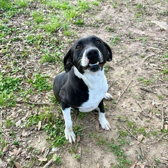 Enlarge Weezie, a Adoptable mixed breed in Carencro, LA image 1/6
