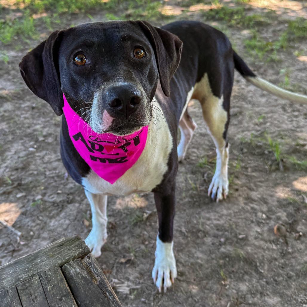 Enlarge Weezie, a Adoptable mixed breed in Carencro, LA image 4/6