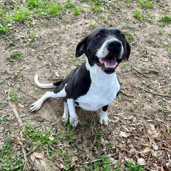 Enlarge Weezie, a Adoptable mixed breed in Carencro, LA image 5/6