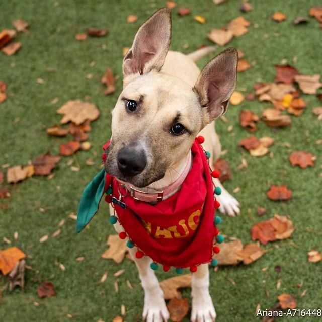 ARIANA, Adoptable, Young Female Pit Bull Terrier & Mixed Breed.