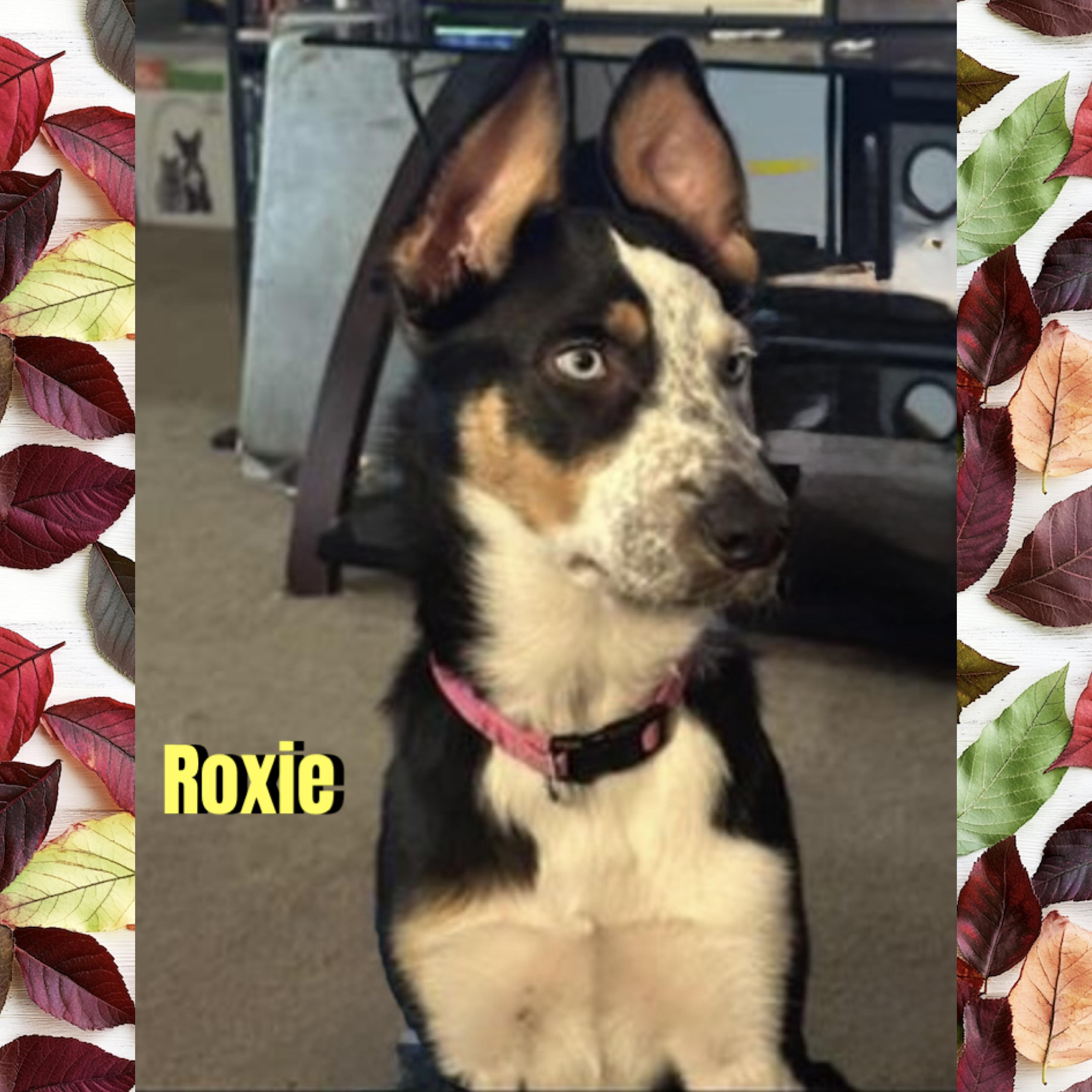 Roxie, Adoptable, Adult Female Border Collie & Shepherd.