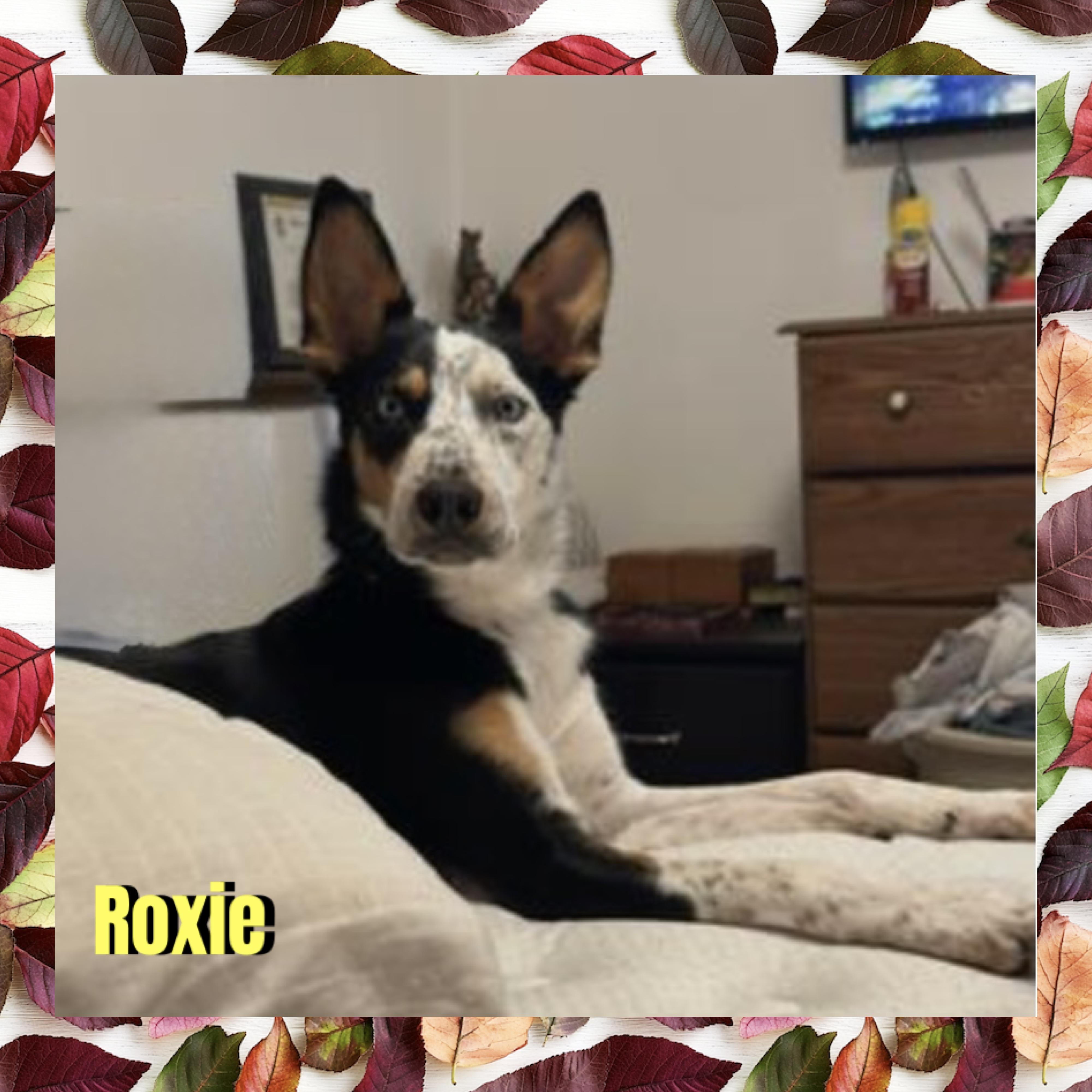 Enlarge Roxie, a Adoptable mixed breed in Red Lodge, MT image 2/2