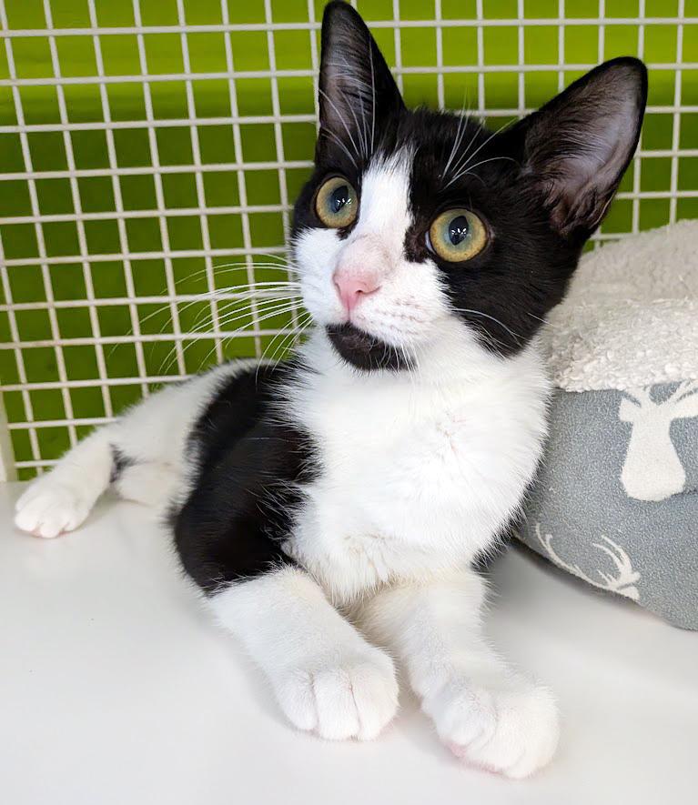 Lexi, ADOPTABLE, Kitten Female Domestic Short Hair.
