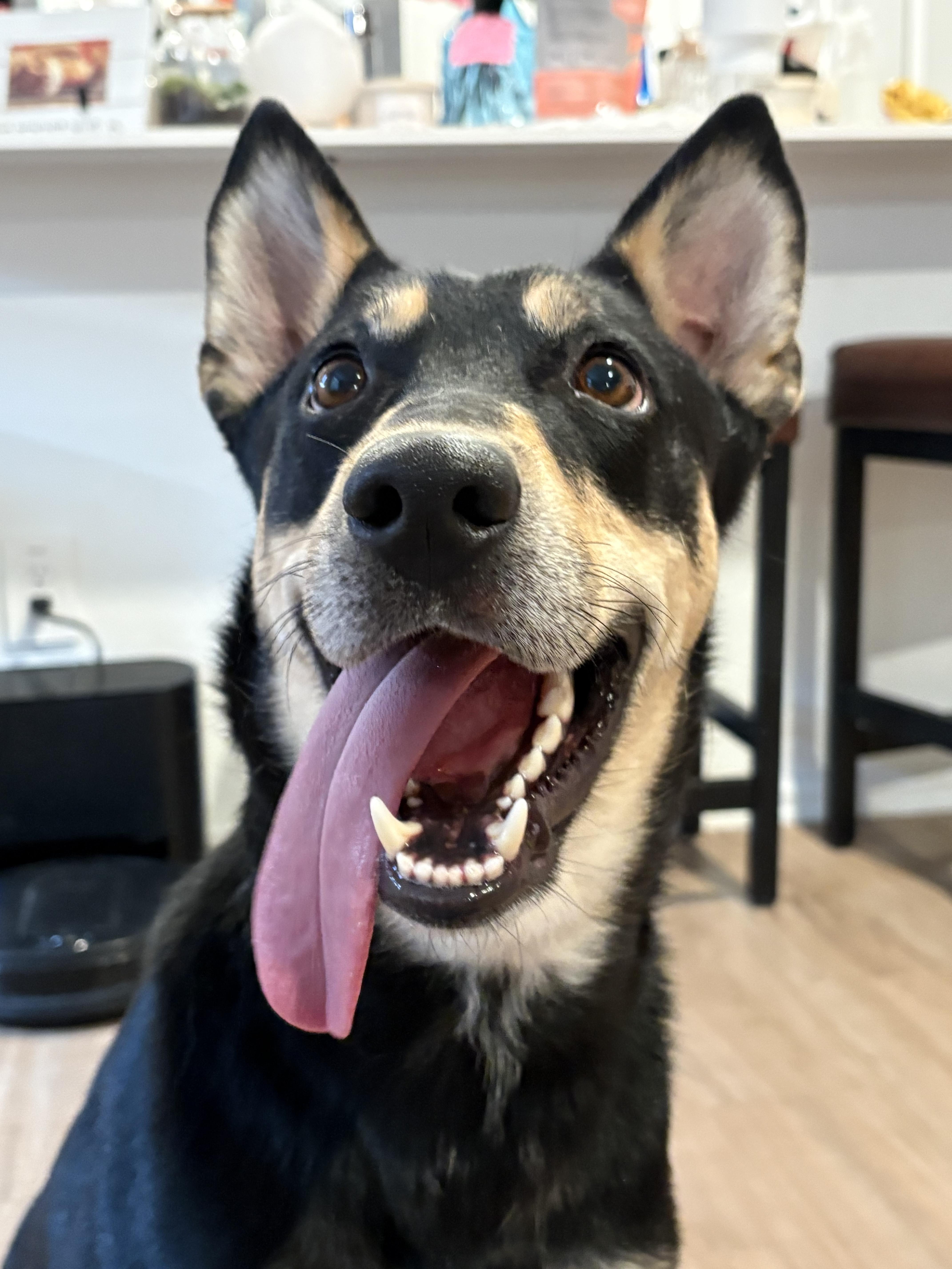 Enlarge Amani-CO, a Adoptable mixed breed in Denver, CO image 5/6