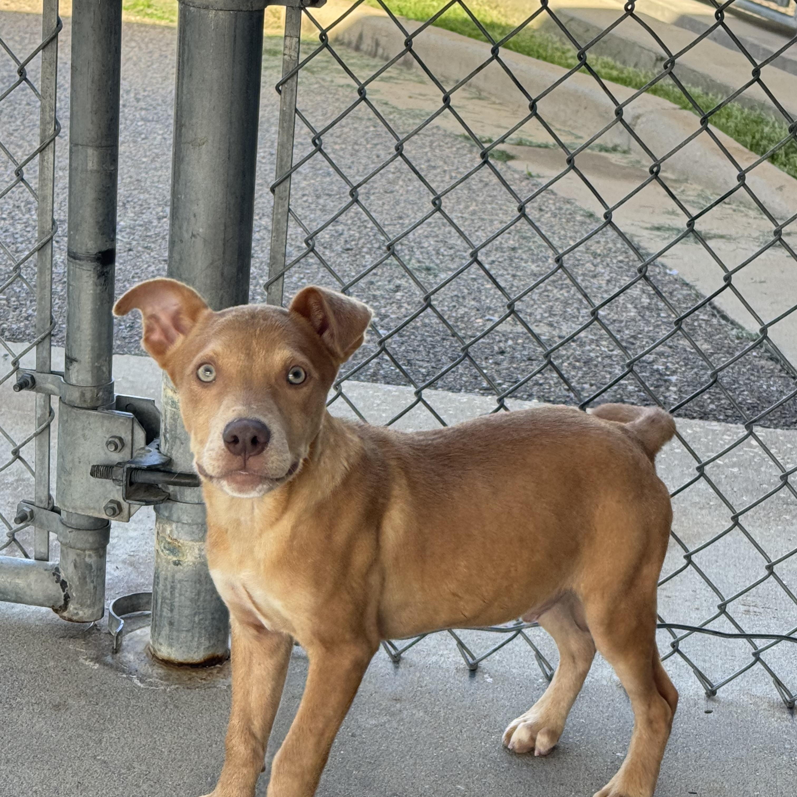Enlarge Ford, a ADOPTABLE mixed breed in Troy, AL image 3/3