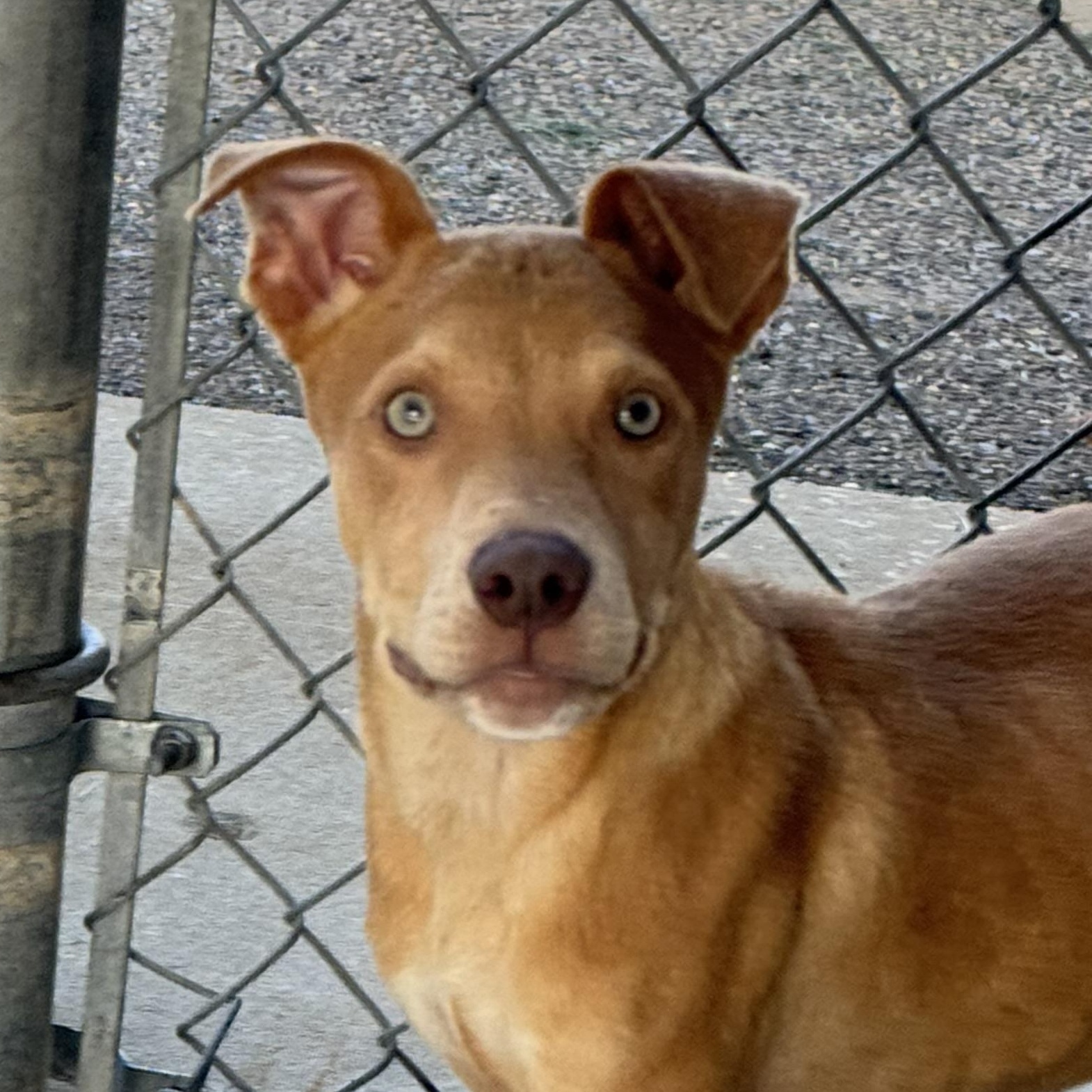 Enlarge Ford, a ADOPTABLE mixed breed in Troy, AL image 2/3