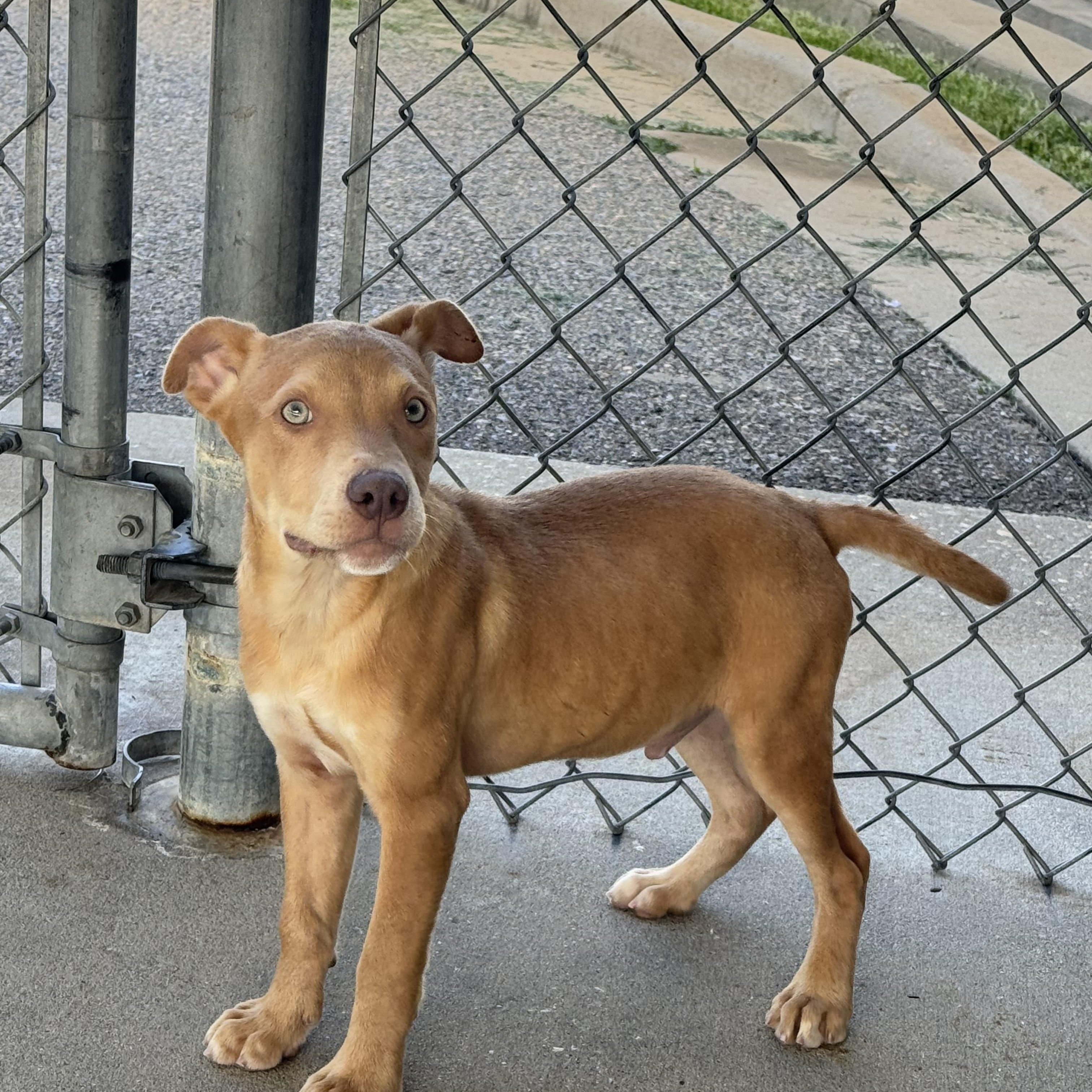 Ford, ADOPTABLE, Young Male American Bulldog & Bulldog.