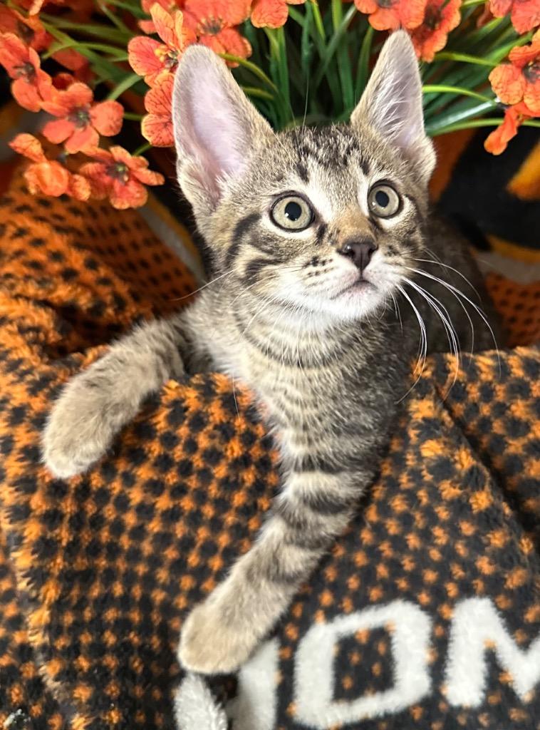 5/1/26 Kizz, Adoptable, Kitten Male Domestic Short Hair.