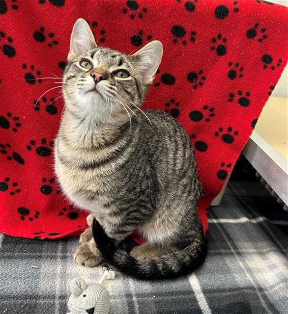 Enlarge DAGWOOD, a Adoptable Domestic Short Hair in Geneva, IL image 1/3