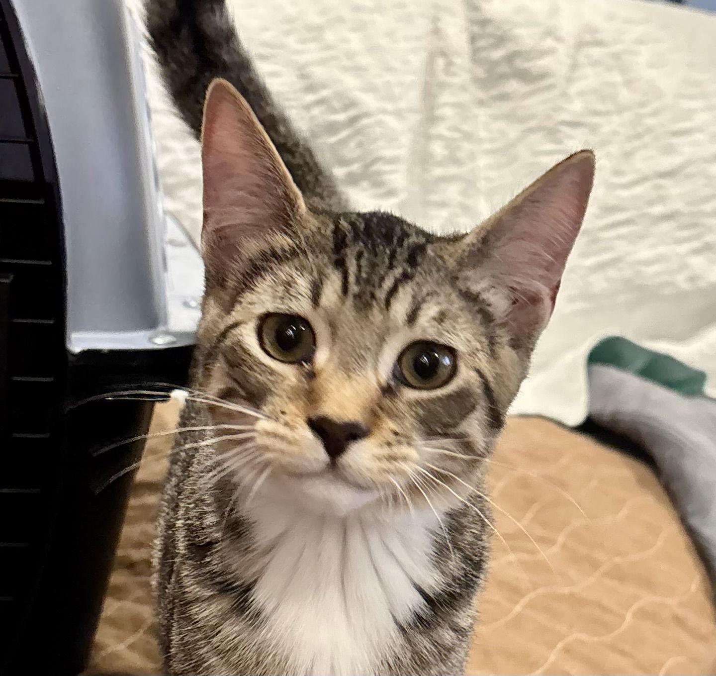 Cathy, Adoptable, Young Female Domestic Short Hair & Tabby.