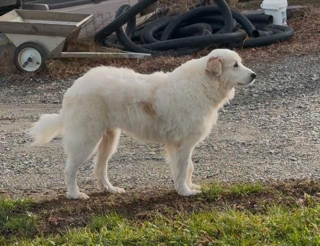 Naomi, Adopted, Adult Female Great Pyrenees.