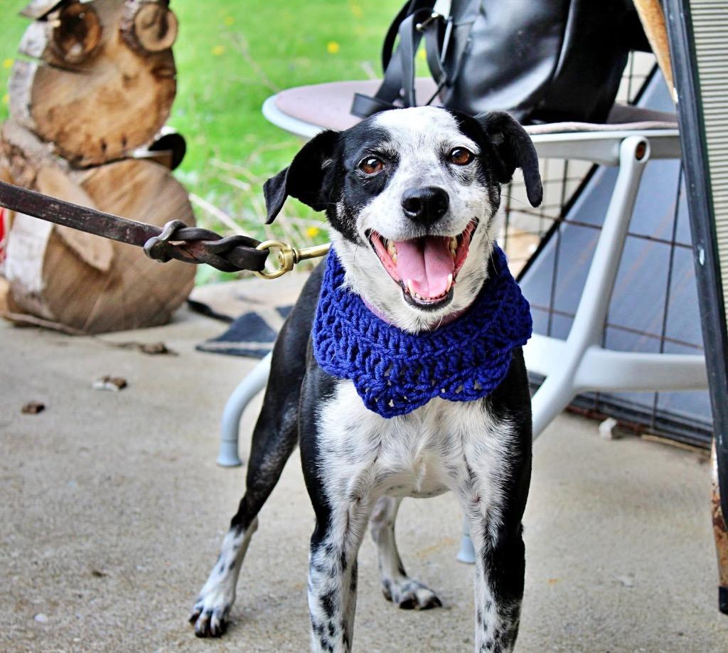 Enlarge Fletcher, a Adoptable mixed breed in Indianapolis, IN image 1/6