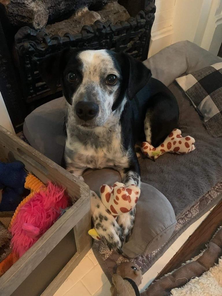 Enlarge Fletcher, a Adoptable mixed breed in Indianapolis, IN image 3/6