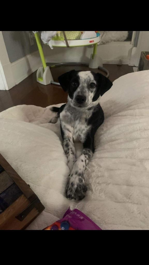 Enlarge Fletcher, a Adoptable mixed breed in Indianapolis, IN image 4/6