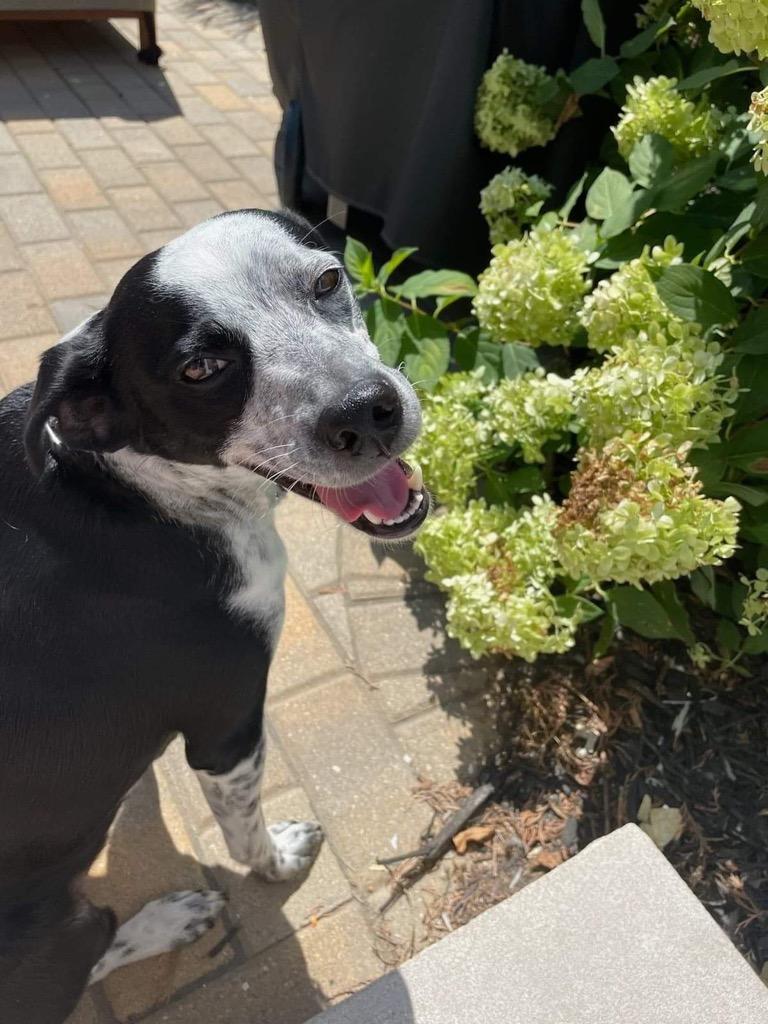 Enlarge Fletcher, a Adoptable mixed breed in Indianapolis, IN image 5/6
