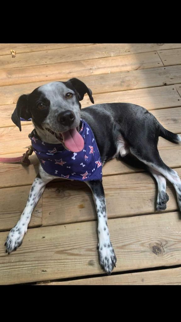 Enlarge Fletcher, a Adoptable mixed breed in Indianapolis, IN image 6/6