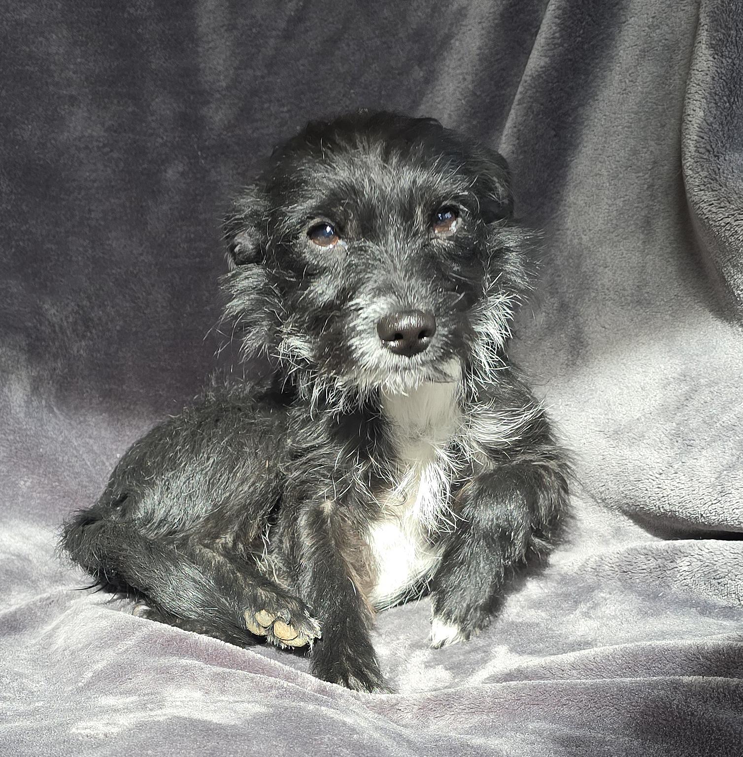 Enlarge Merry Lil Ms Mira ~ Cuddle Bunny Chorkie, an adopted Chorkie in Albuquerque, NM image 1/1