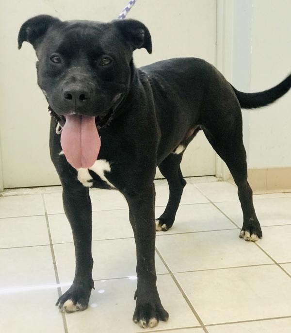 Enlarge Buddy, a Adoptable mixed breed in Osage Beach, MO image 5/5