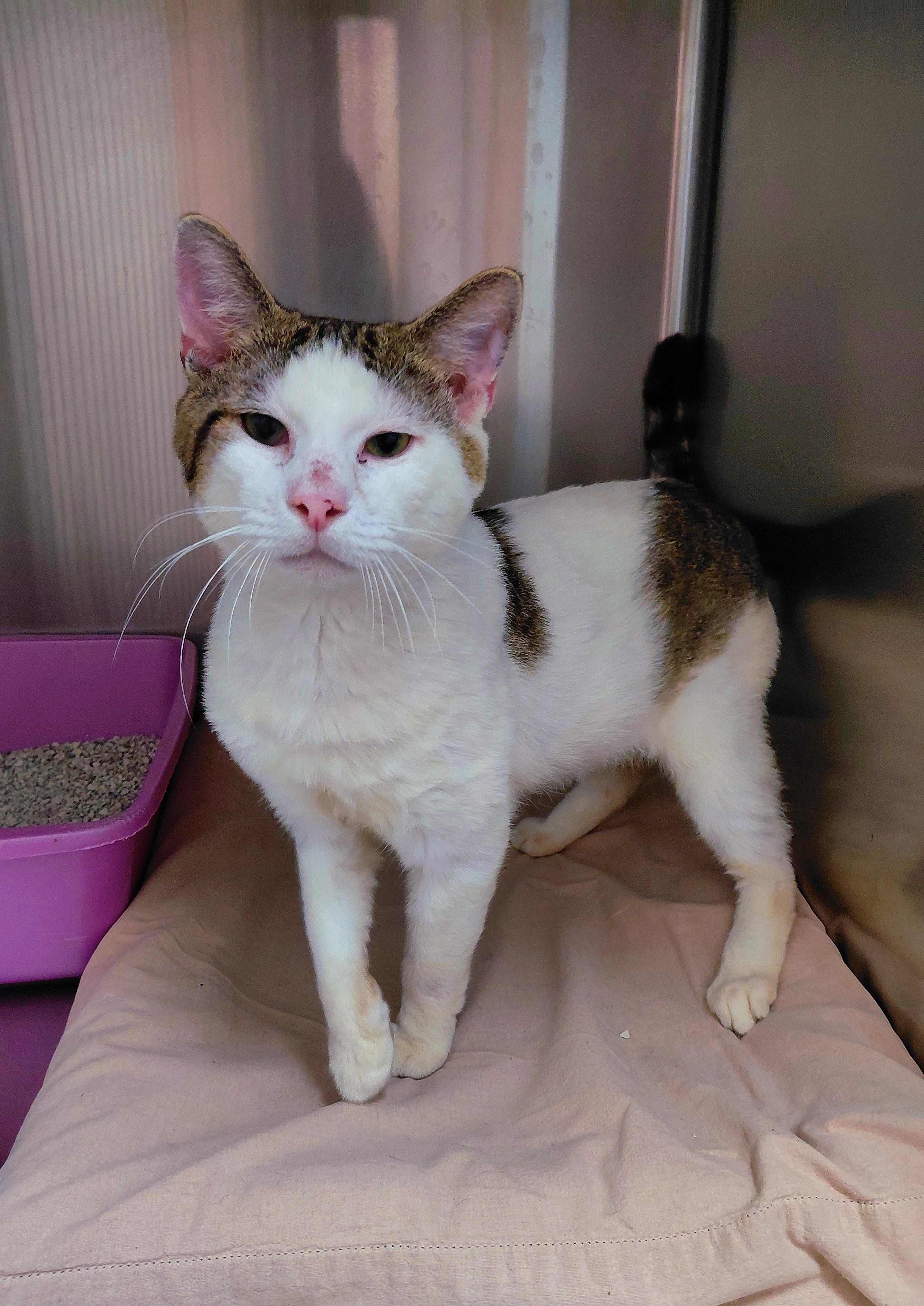 Enlarge Dobby, a Adoptable Domestic Short Hair in Stanley, VA image 1/1