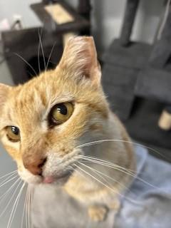 Enlarge Atticus, a Adopted Domestic Short Hair in Noble, OK image 4/6