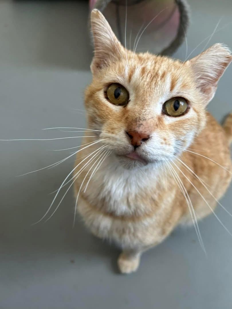 Enlarge Atticus, a Adopted Domestic Short Hair in Noble, OK image 1/6