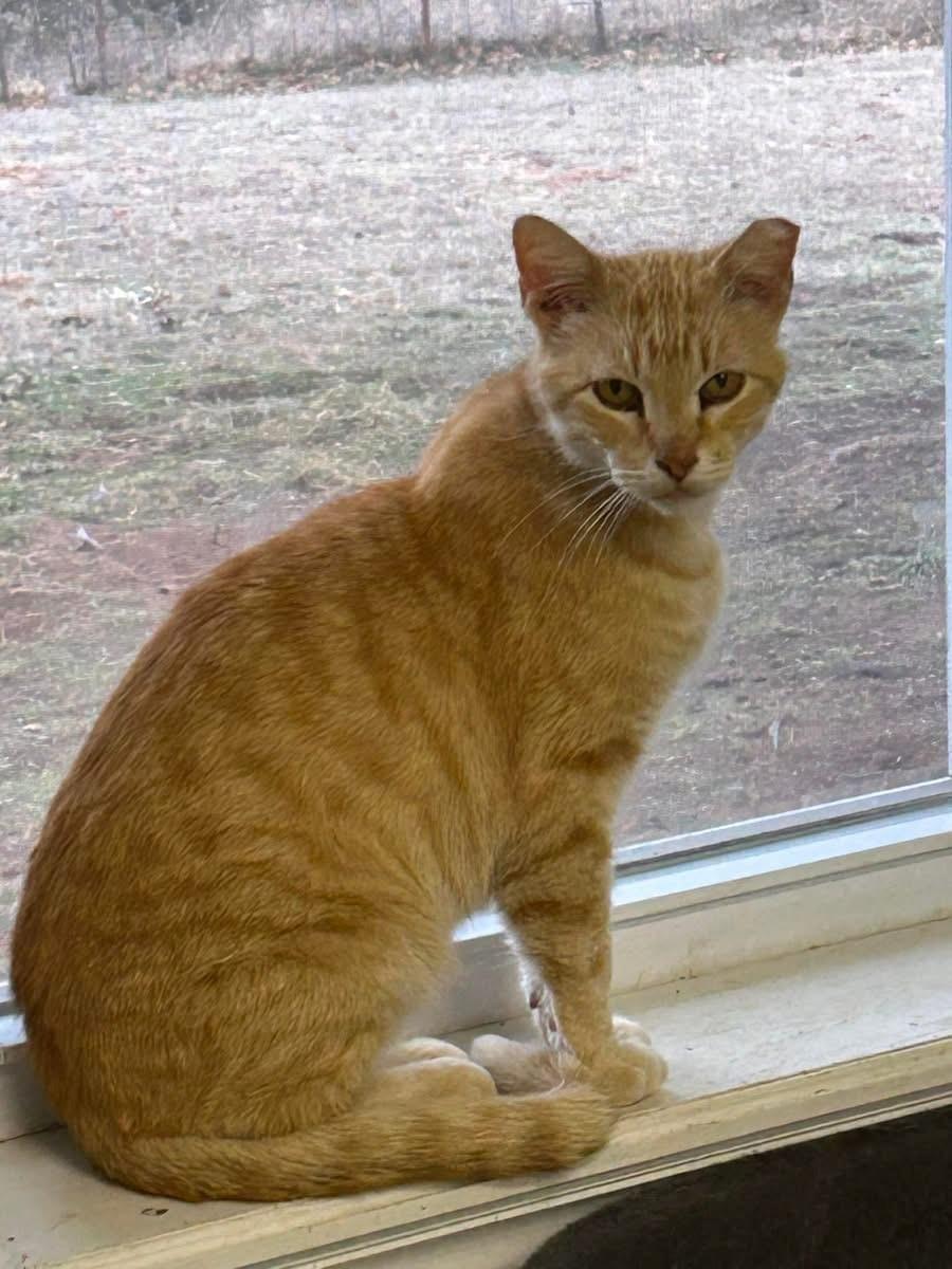 Enlarge Atticus, a Adopted Domestic Short Hair in Noble, OK image 5/6