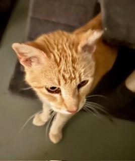 Enlarge Atticus, a Adopted Domestic Short Hair in Noble, OK image 6/6