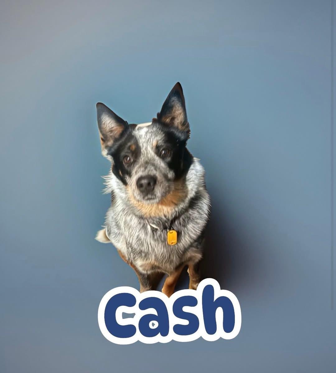 Enlarge Cash, an adopted Australian Cattle Dog / Blue Heeler in Woodbury, NJ image 2/3