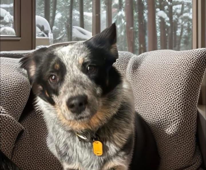 Cash, adopted, Young Male Australian Cattle Dog / Blue Heeler.