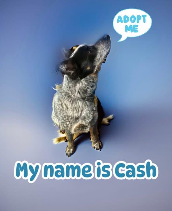 Enlarge Cash, an adopted Australian Cattle Dog / Blue Heeler in Woodbury, NJ image 3/3