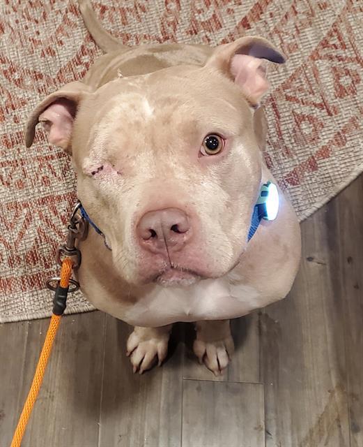 LUNA, Adoptable, Young Female Pit Bull Terrier.