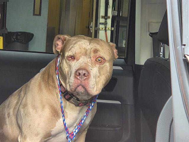 LUNA, Adoptable, Young Female Pit Bull Terrier.