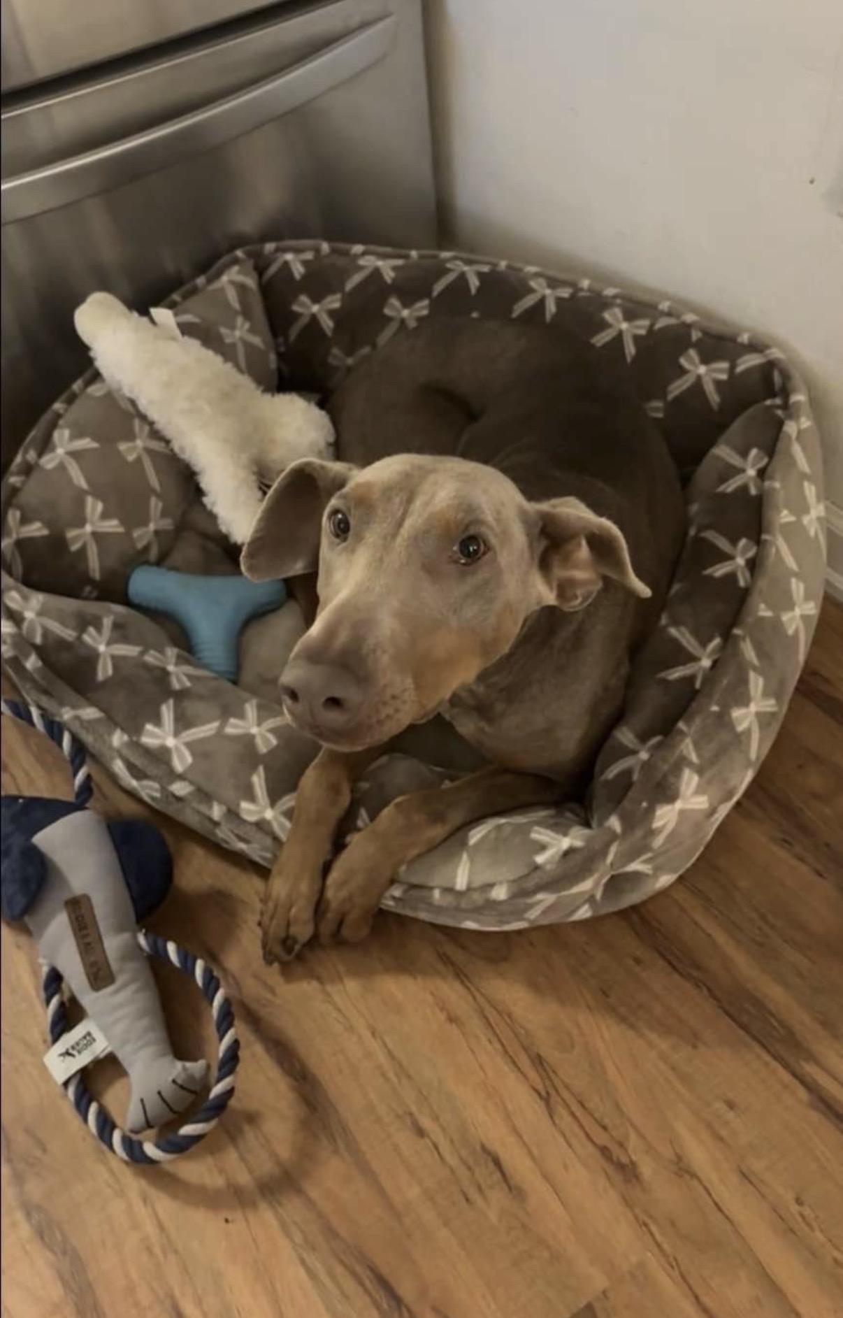 Nala, a Adoptable mixed breed in Spokane Valley, WA image 2/2