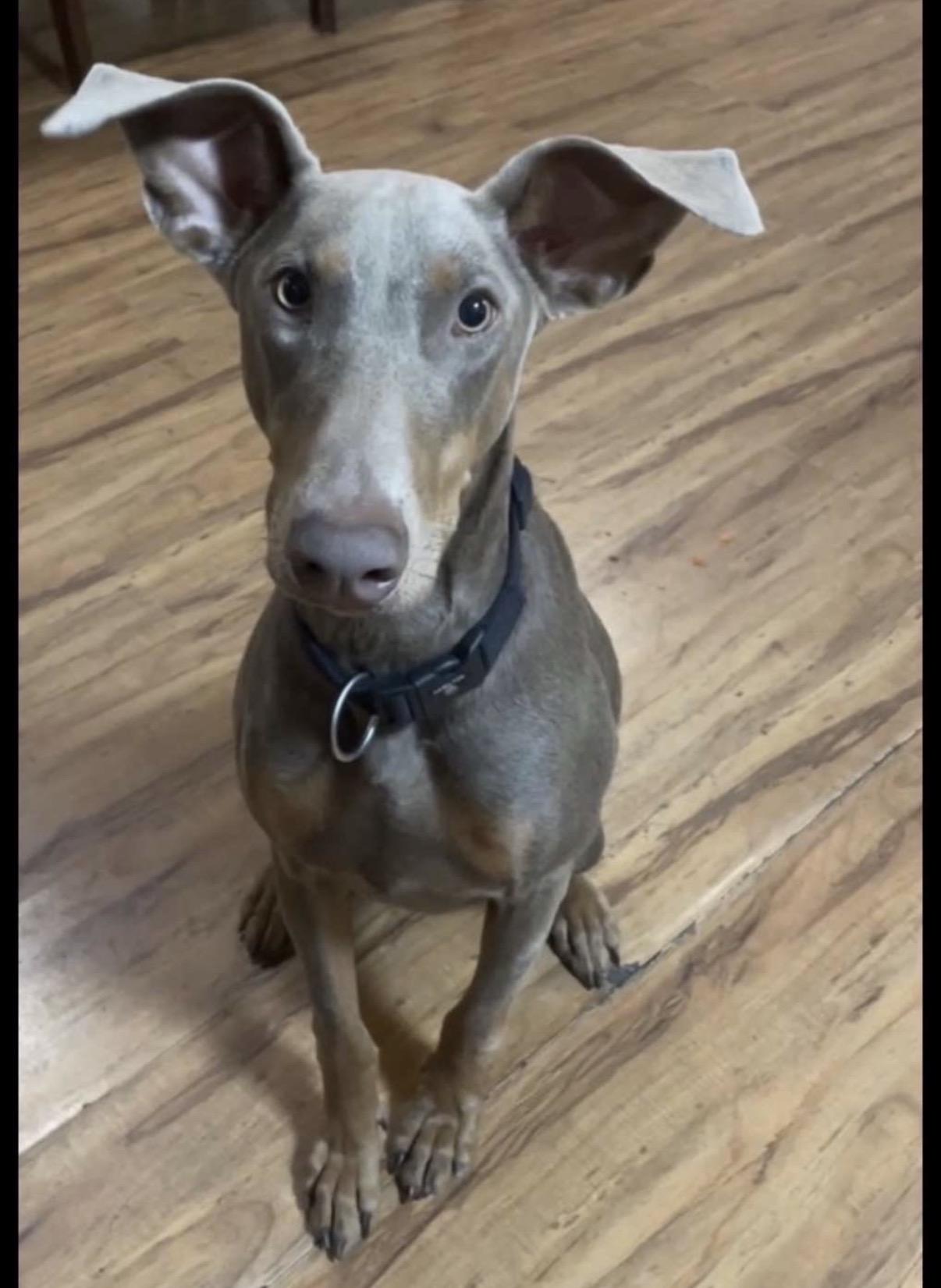 Nala, Adoptable, Adult Female Doberman Pinscher.