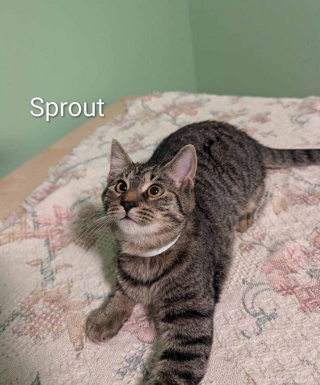 Sprout, Adoptable, Kitten Male Domestic Short Hair.