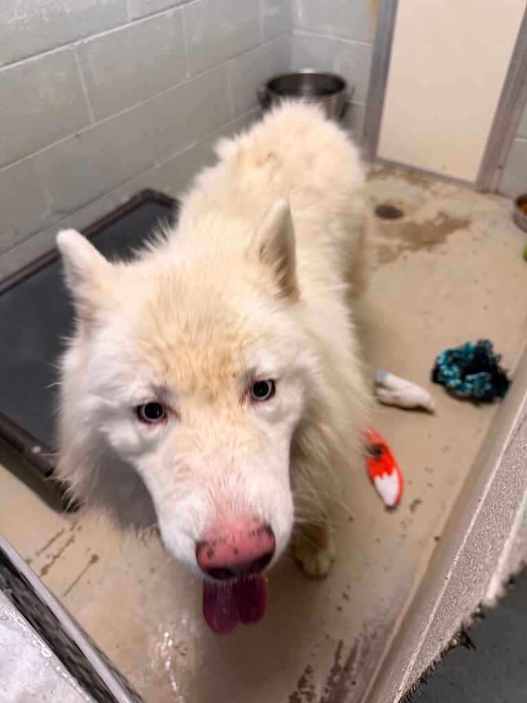 Denali, Adoptable, Adult Male Samoyed.