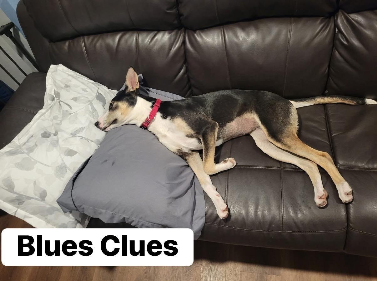 Enlarge Blues Clues, a Adoptable mixed breed in Elburn, IL image 3/6